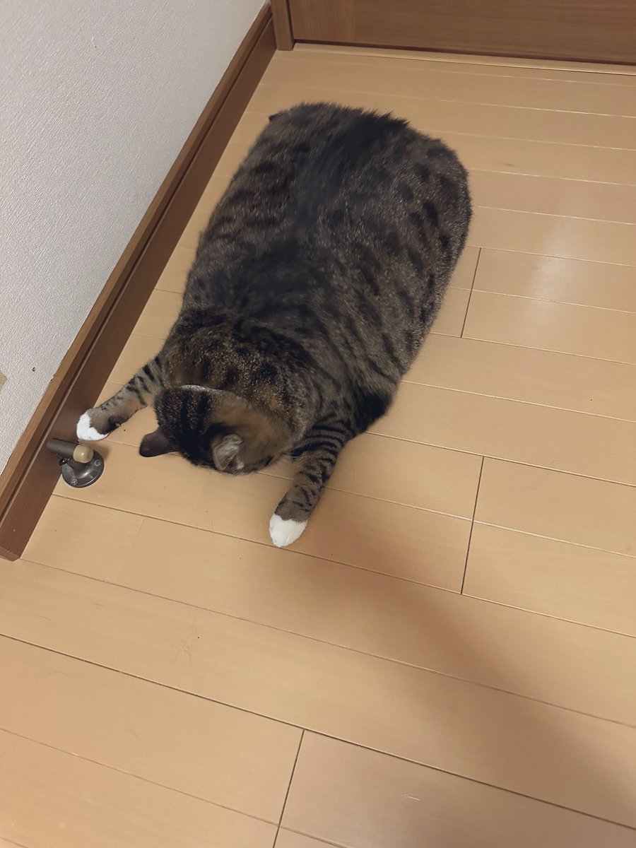 kokonananya's tweet photo. ヒト「実家お久しぶりです〜ッて、四角いッ！！！！！！！！」 https://t.co/gjHsADXP8J
