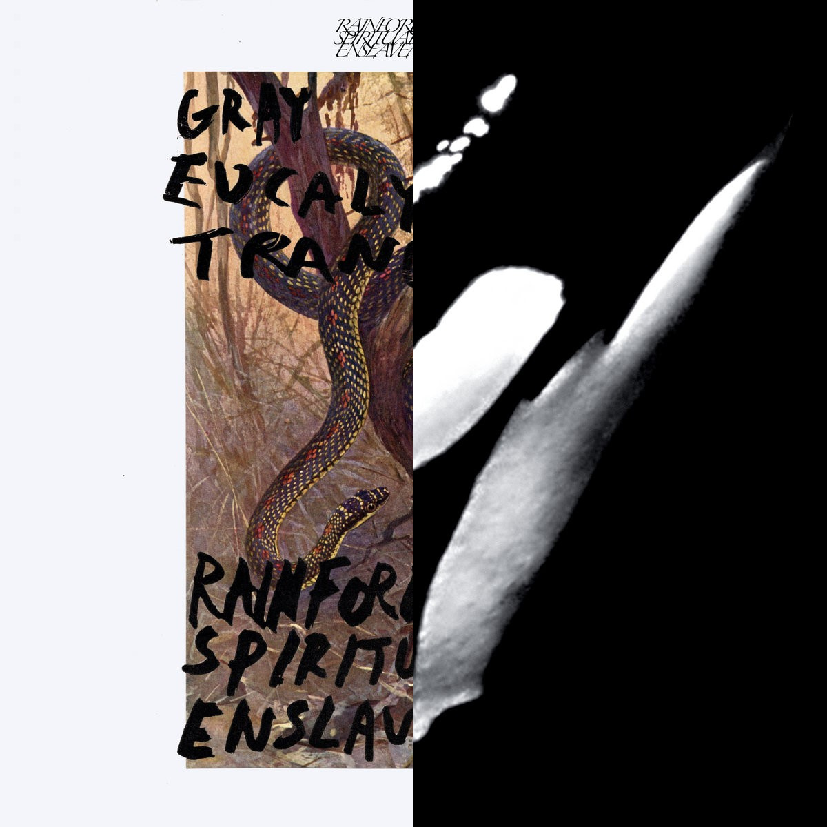 Wrote a double review of the two most recent albums of Rainforest Spiritual Enslavement:

modernismunbound.com/reviews/grey-e…