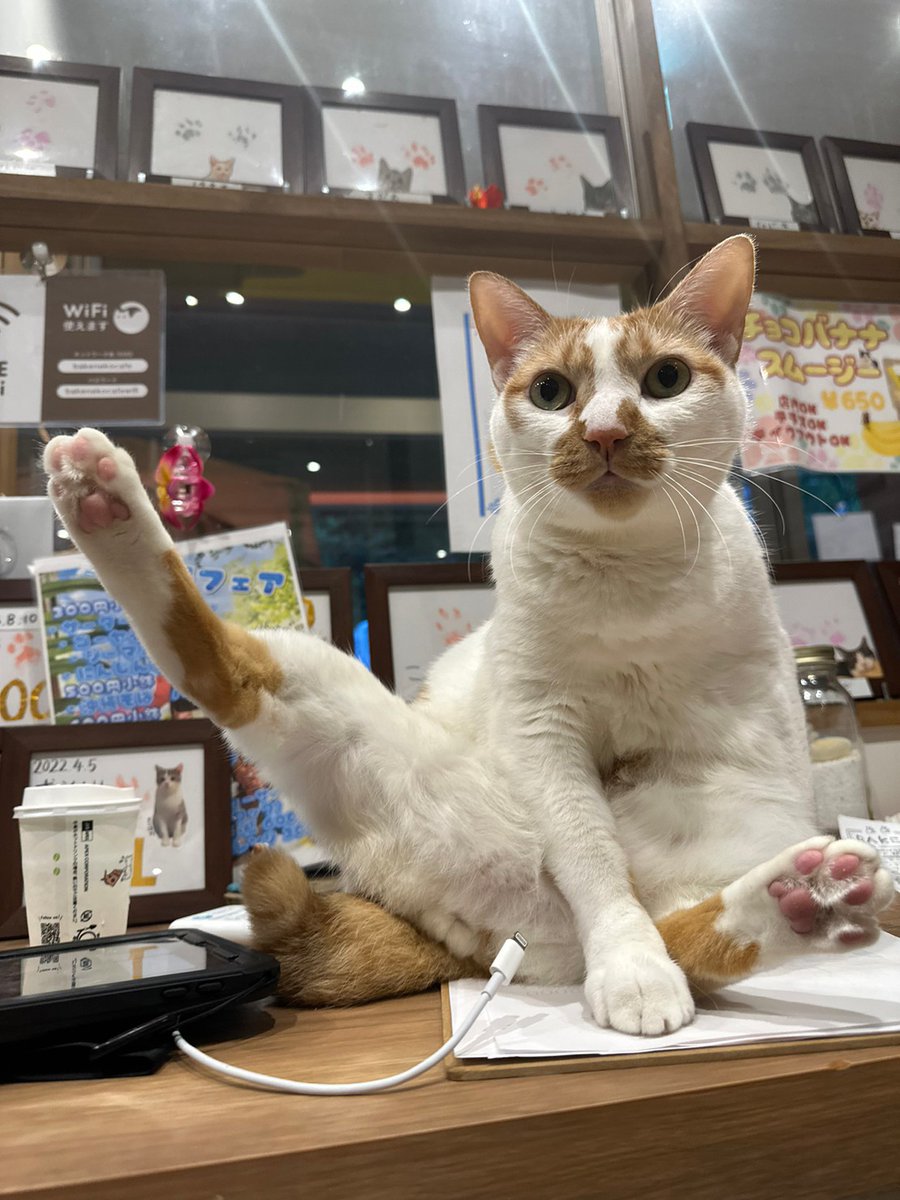 ShinjukuSokai's tweet photo. ペットショップで買わなくてもかわいい保護猫は世の中にたくさんいるんでよろしくお願いします。
#里親募集中 
問い合わせ先 @bakenekocafe https://t.co/Do087LkdDN