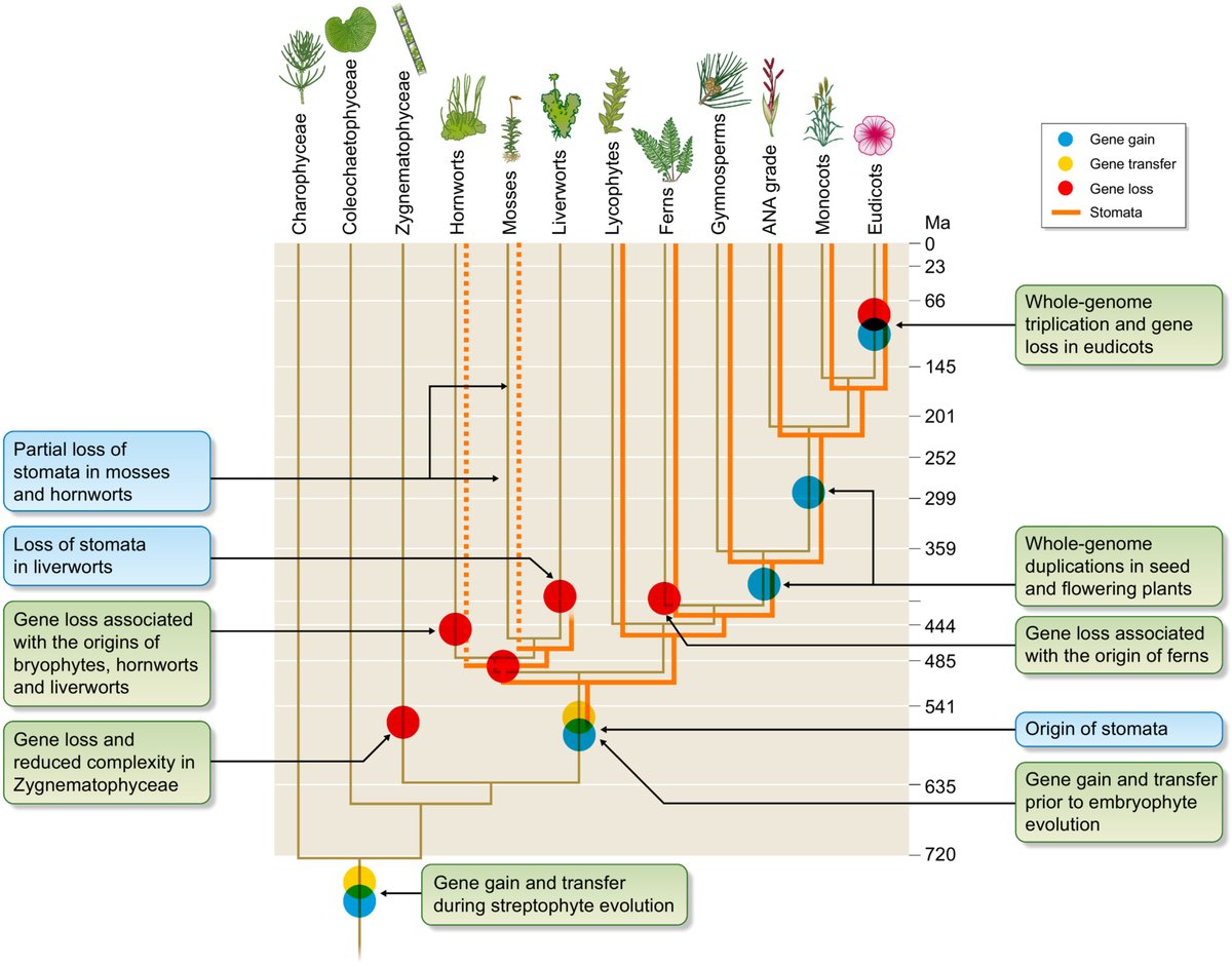 Genome evolution in plants and the origins of innovation

James W. Clark <a href="/sometimesferns/">James Clark</a> #TansleyInsight

📖 ow.ly/Fwz450PHoLY