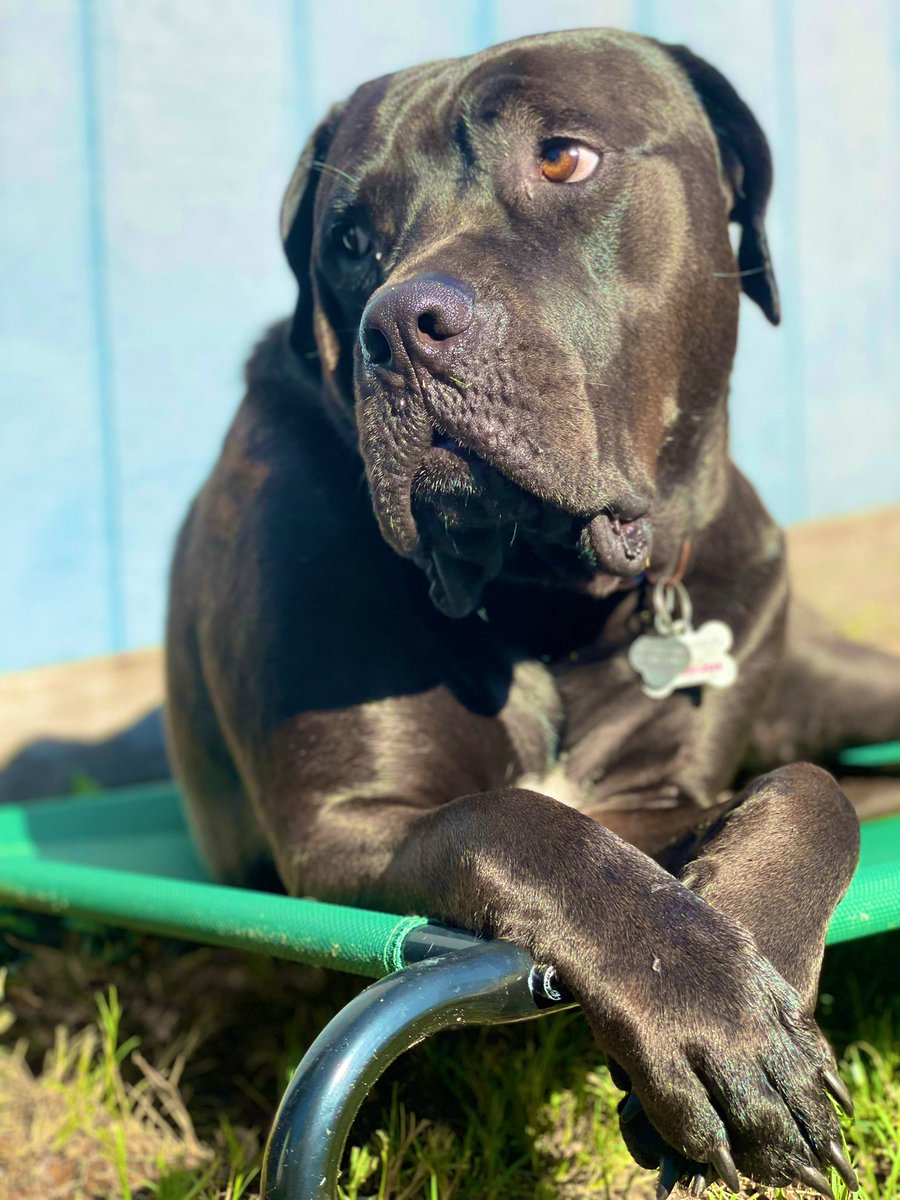 Holly Blossom ✨🥰
#CaneCorso #DogsOfTwitter