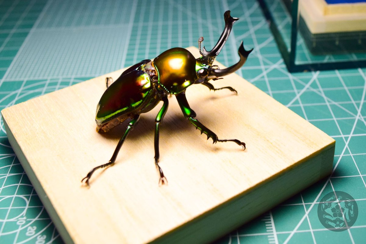 ♦︎あんこページ♦︎ 神羅万象チョコ 公式ポータル｜神羅無限書庫｜ゼクスファクター