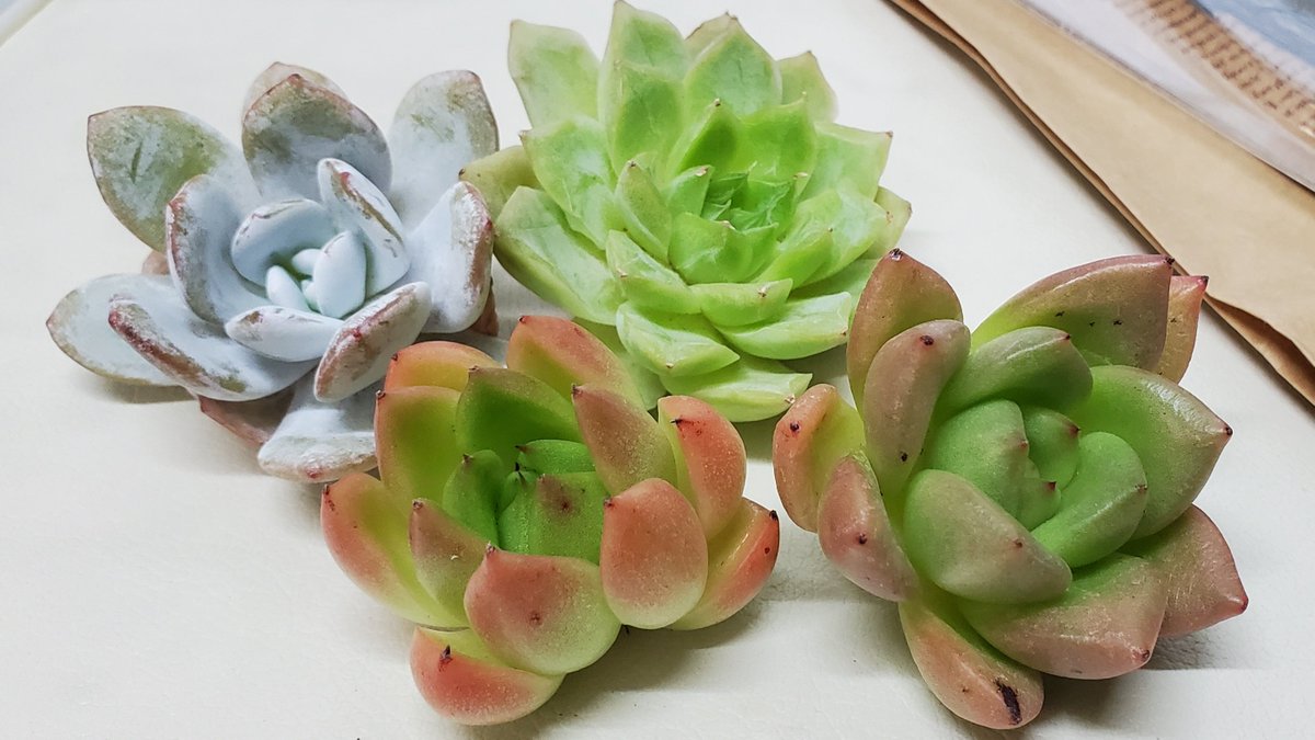 halching47's tweet photo. 通販で寄せ植え用の札無し多肉セットを買ったら可愛すぎて声出た。もったいなくて寄せ植えにできませんがな！特に1個目、むちむちで爪ピンピンのやつめちゃくちゃ好きー😍名無し株を個別で植えると収集つかないけどこれは増やすしかない。 https://t.co/AcxkKwKm9u