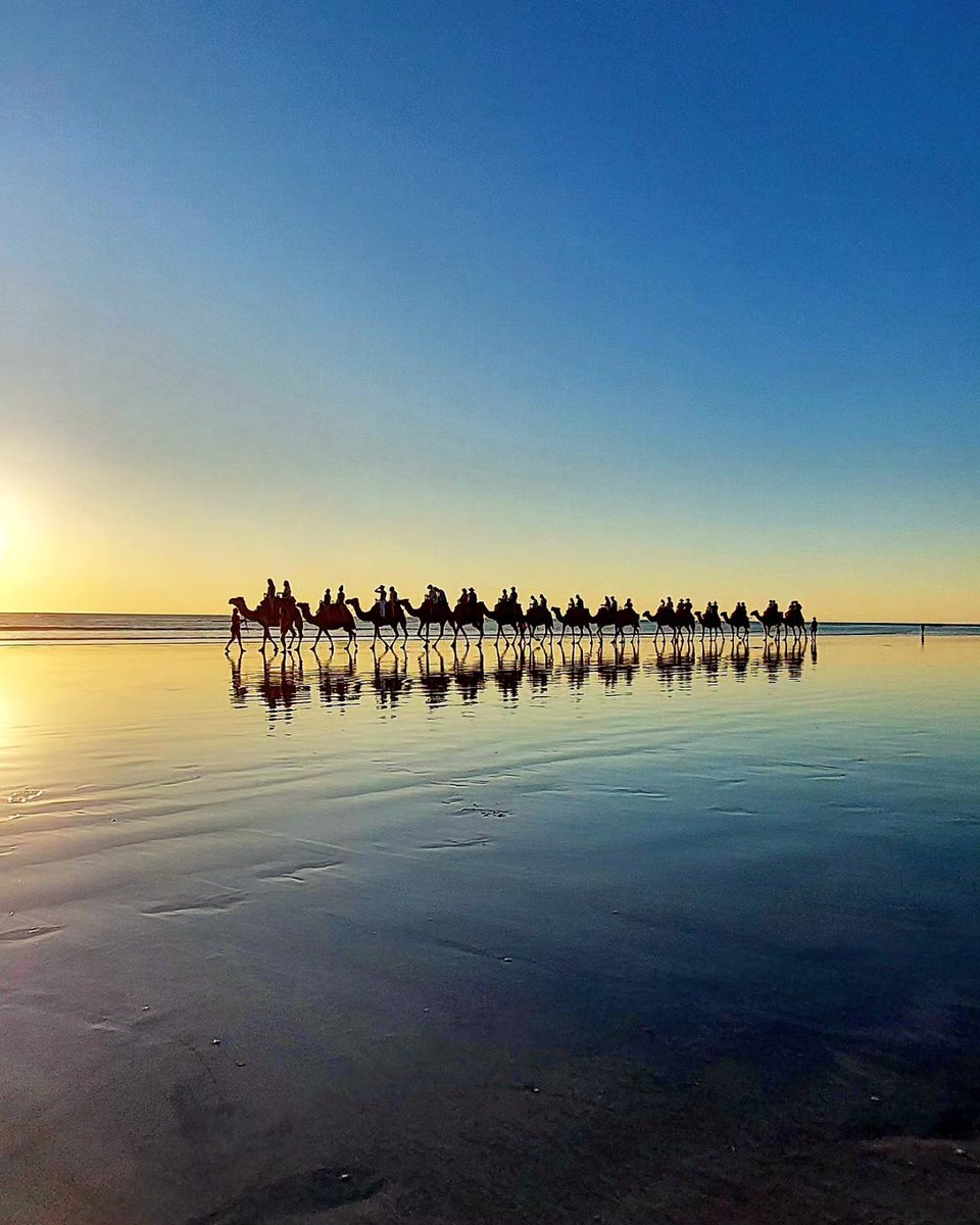 DramcTweets's tweet photo. Safari views 🐪🐪🐪

📷 Sunset at Cable Beach, Broome, Western Australia 

@VisitBroome @WestAustralia https://t.co/ndmycBpd3j