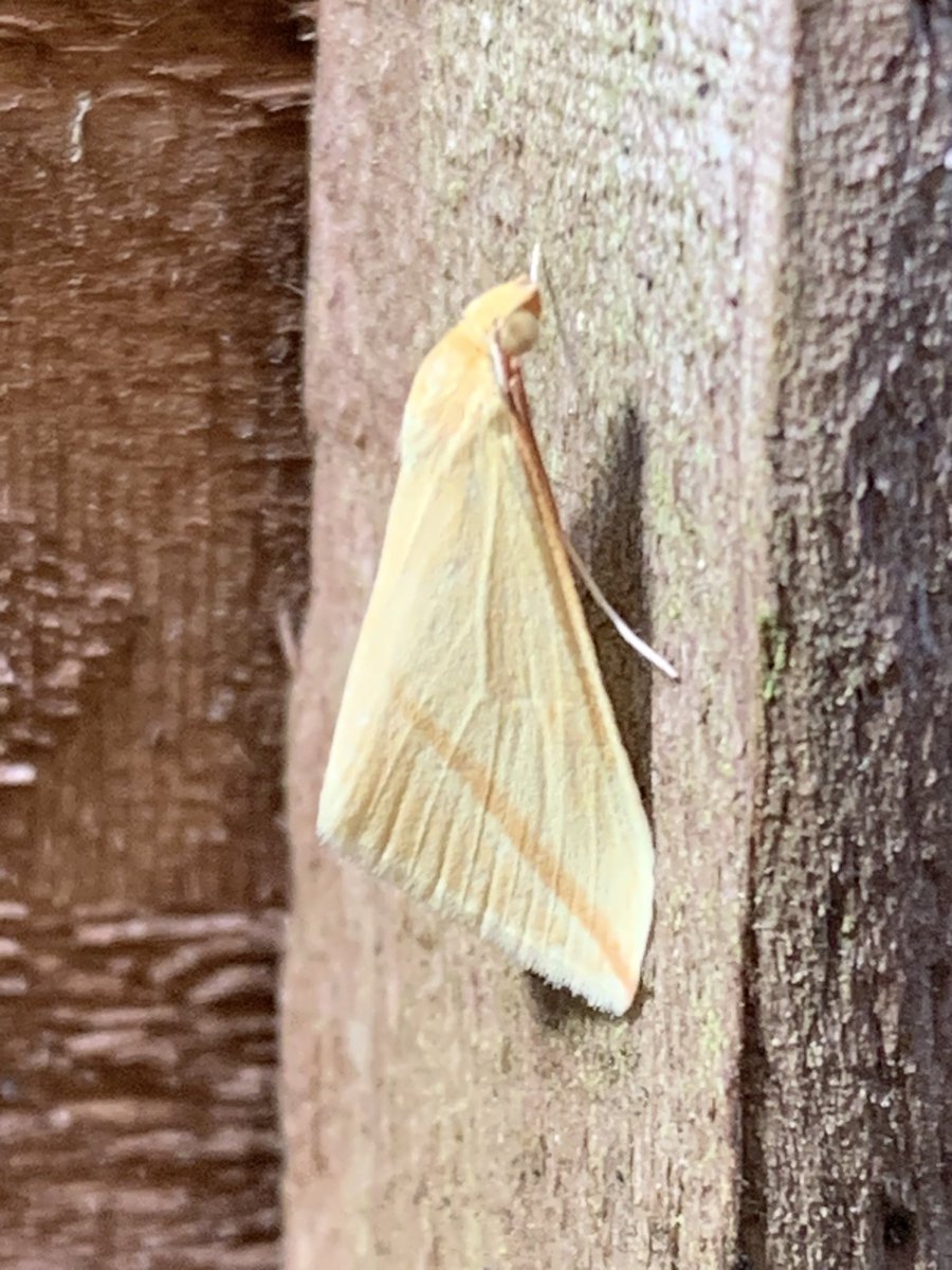 Who says lightning doesn’t strike twice, just found a second Vestal in my Manchester garden, after this morning’s first. @MigrantMothUK #migrantmoth #moths