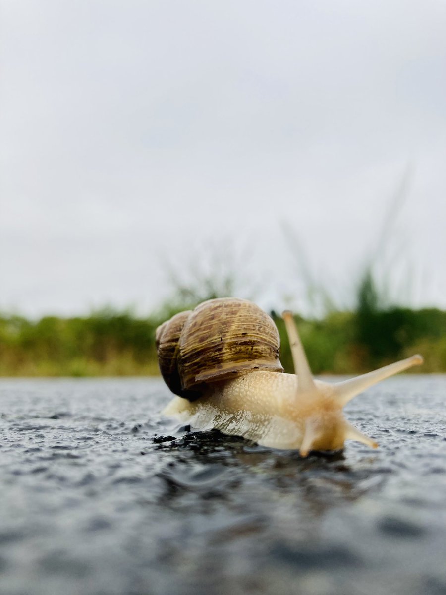 AxierSanchez's tweet photo. #runningmate #cercadecasa #esechovequechova 🐌🏃 https://t.co/KduxBht49L