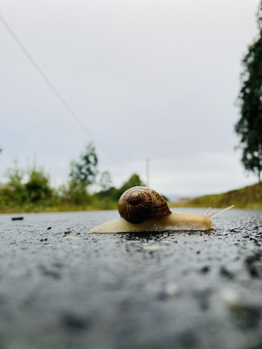 #runningmate #cercadecasa #esechovequechova 🐌🏃