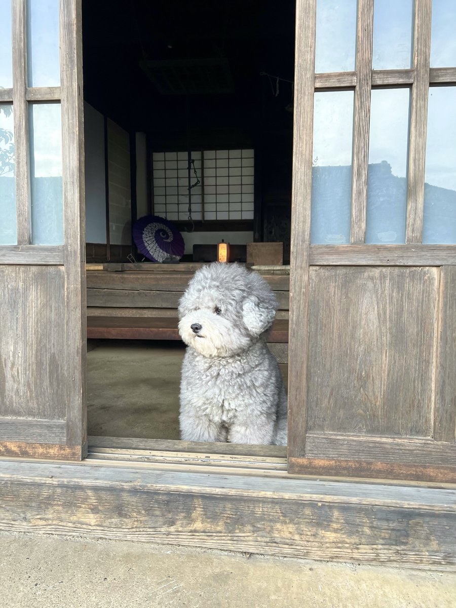 Renon_Rearu's tweet photo. 玄関あけたらぬいぐるみ https://t.co/3u1wHIDCGR