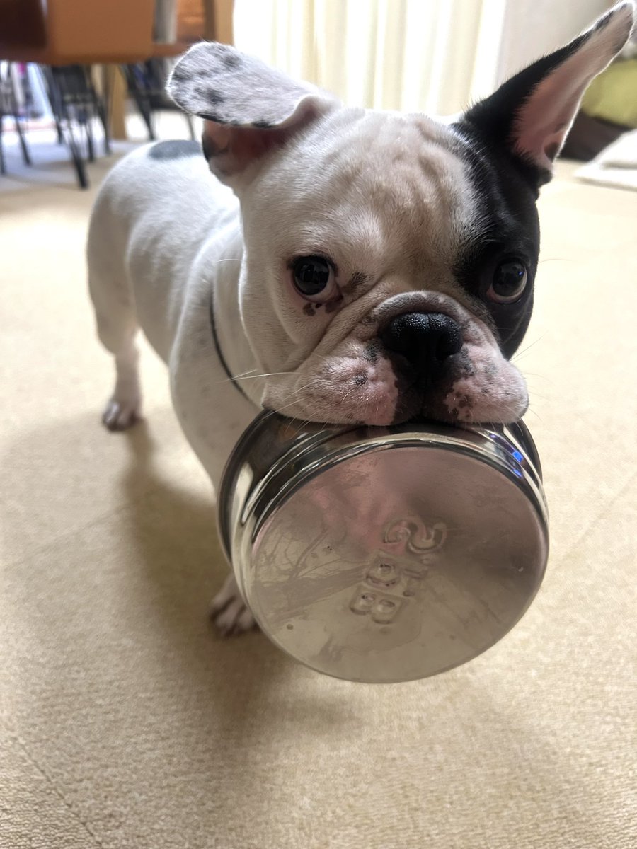 おかわり！
って言ってます😁

#フレンチブルドッグ 
#ふれぶる
#frenchbulldog 
#食いしん坊
