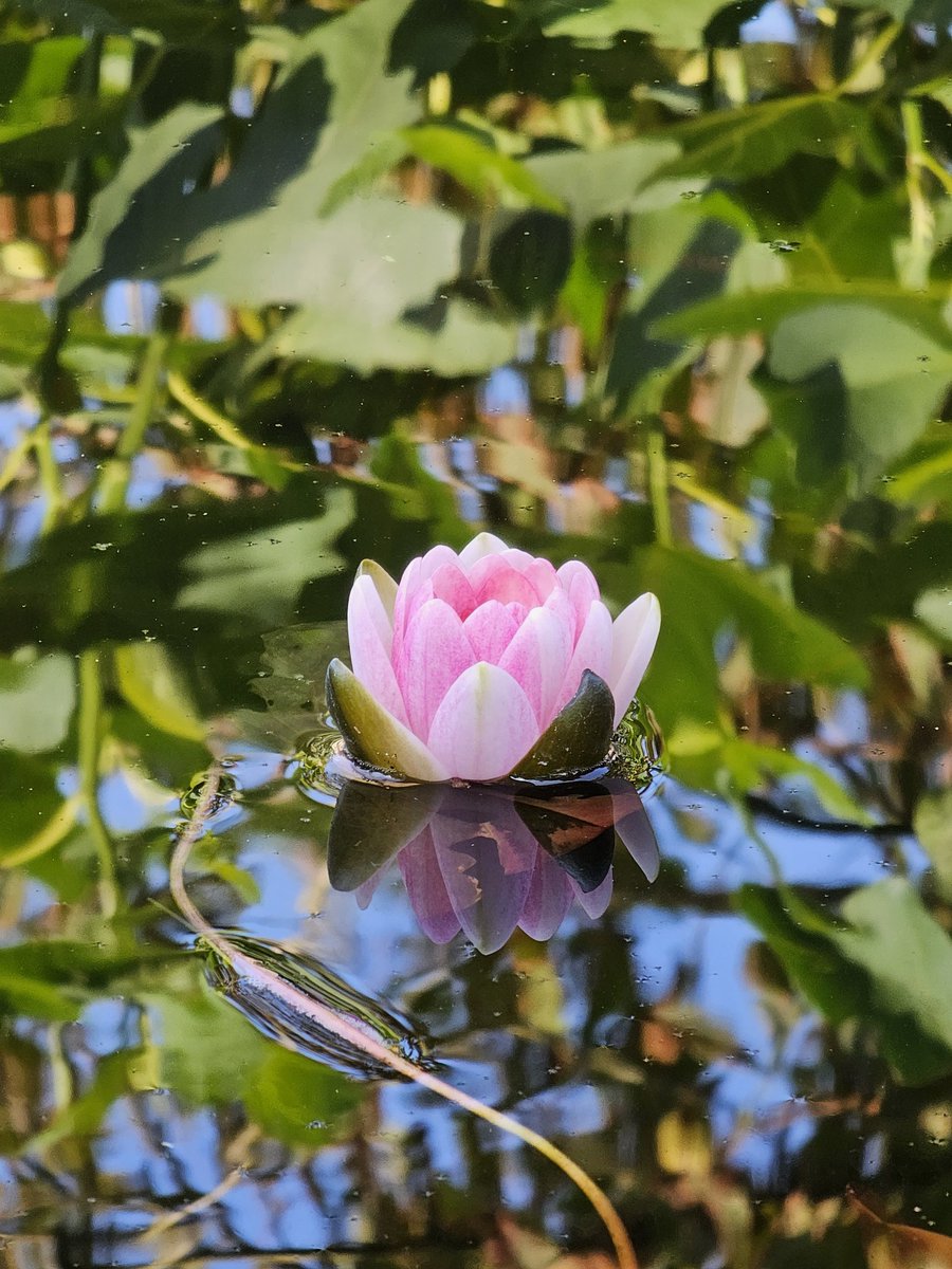 pcdirks's tweet photo. Zelfs de lelie geniet van deze heerlijke zonnestralen https://t.co/EZtK6Ku81q