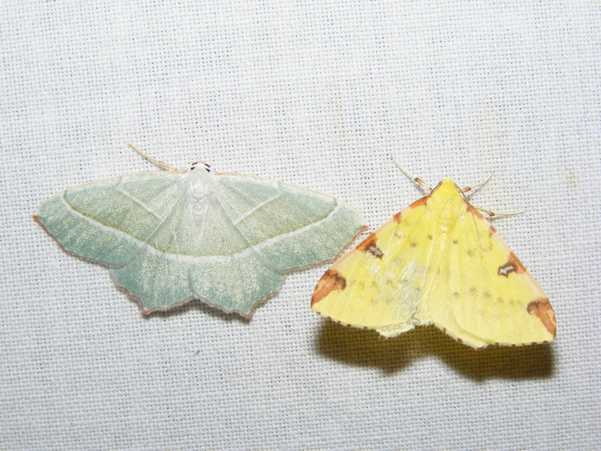 Zaterdag 16 sep is het de Nationale Nachtvlinder Nacht en dan staan wij bij het Groene huis in Amersfoort  met onze lakenopstellingen en hopen een mooi aantal nachtvlinders te zien.  
Wil je ook komen stuur een mail aan snellen@nev.nl !

@cnmeamersfoort
<a href="/Gem_Amersfoort/">Gemeente Amersfoort</a>
<a href="/vlinderNL/">De Vlinderstichting</a>