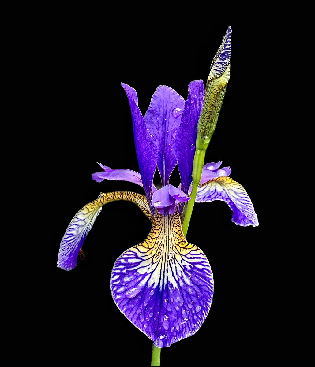 ccbigcam's tweet photo. Really like using the I-Phone Background Cutout feature.
Amazingly accurate on even the finest of flower petals.
Also used Snapseed Expand tool to increase the black frame around image.
#iPhone #Cutoutbackground
#flowerphotography https://t.co/04QQJeqoxO