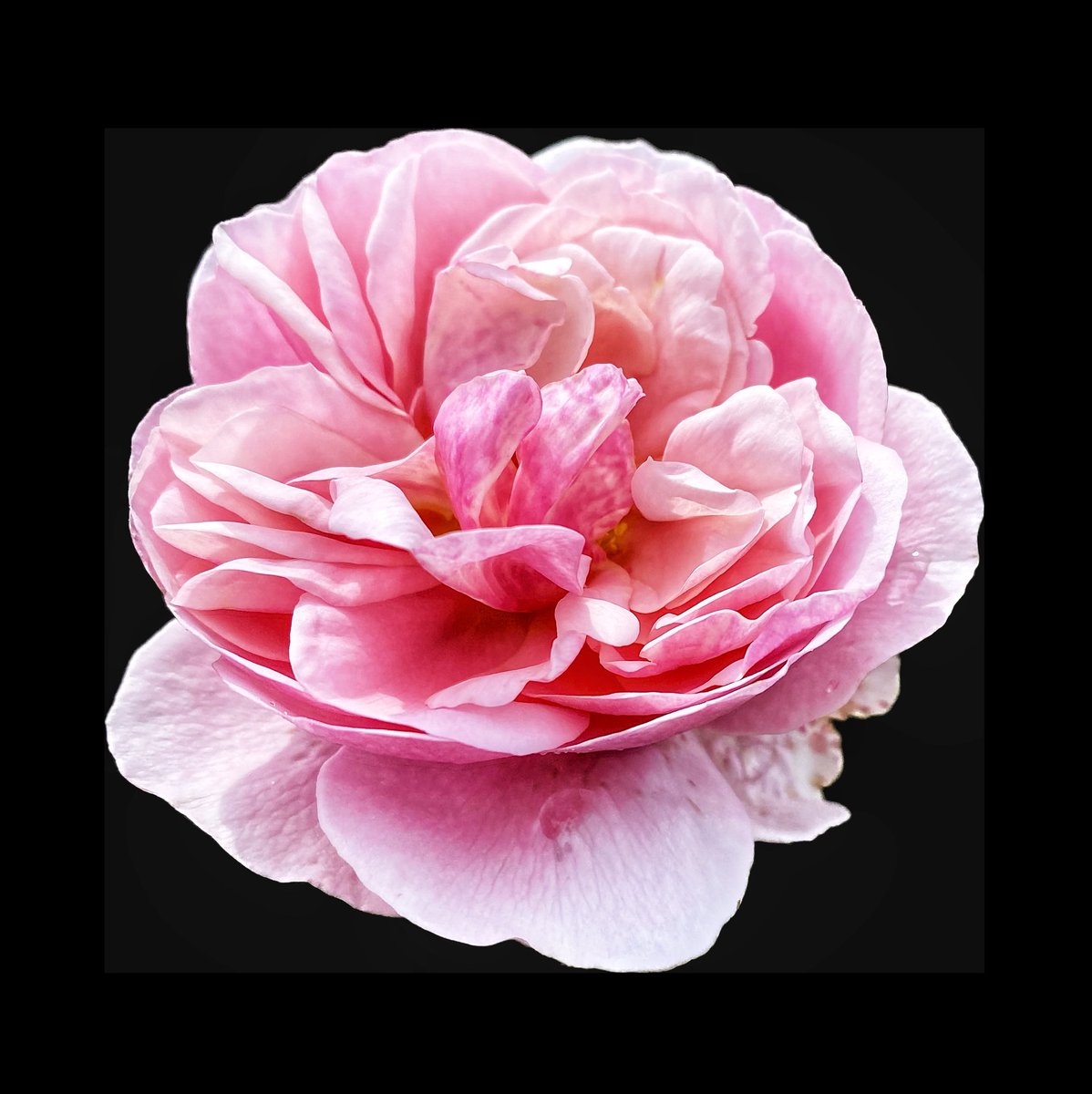 ccbigcam's tweet photo. Really like using the I-Phone Background Cutout feature.
Amazingly accurate on even the finest of flower petals.
Also used Snapseed Expand tool to increase the black frame around image.
#iPhone #Cutoutbackground
#flowerphotography https://t.co/04QQJeqoxO