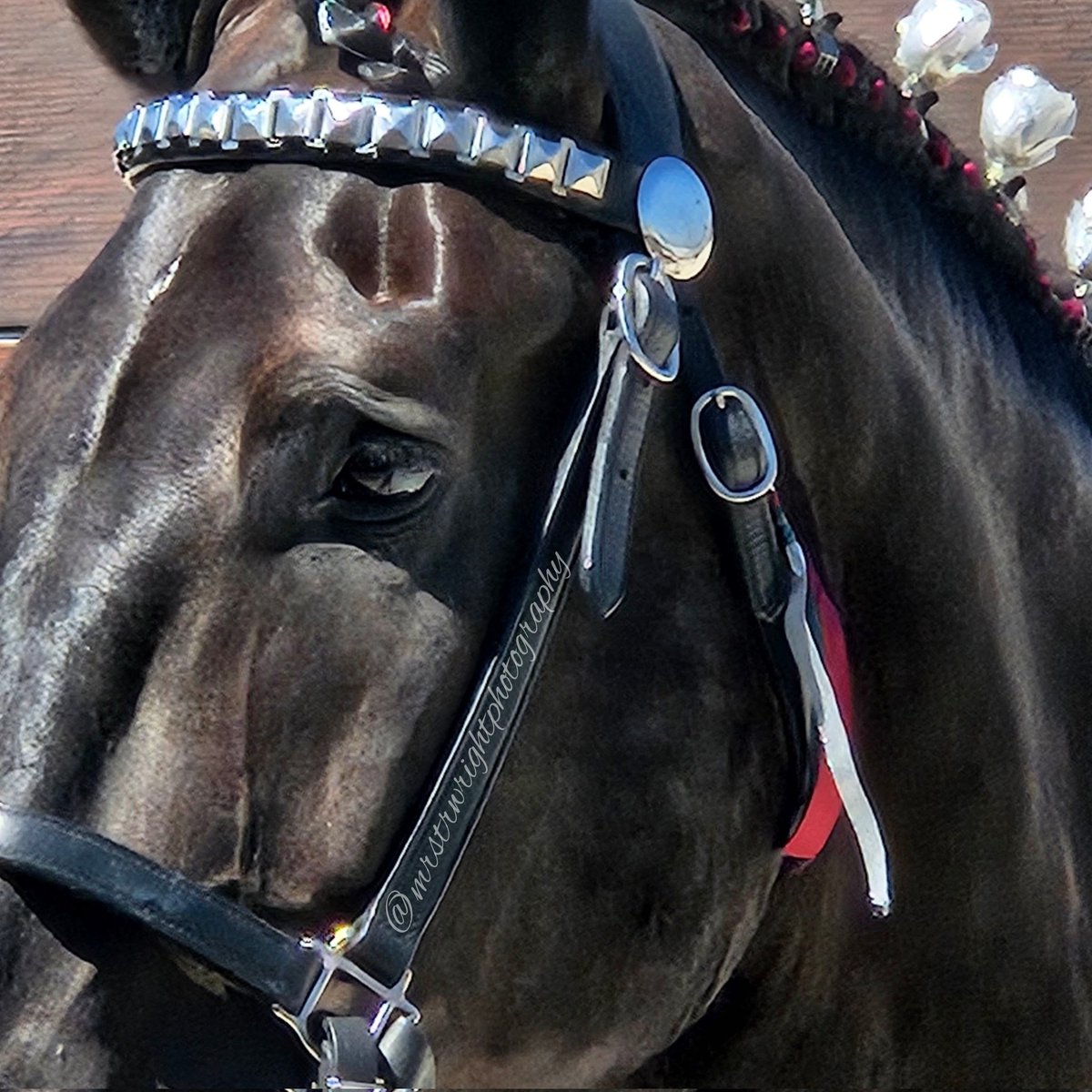 mrstrwright's tweet image. 🐎 #mrstrwright #walldeliciousness #photography