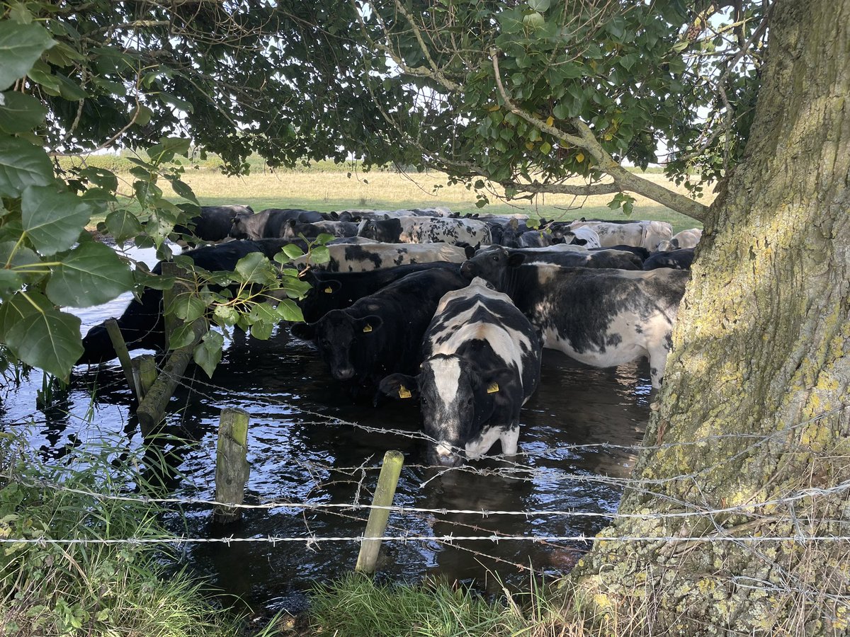 Another hot day for our #Nordicwalk
Contemplated cooling off with that ‘girls’ at one point 🐄 😂😎