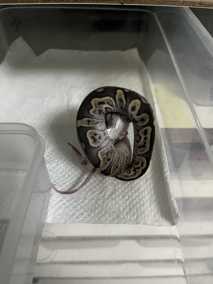 GHIモハベクラウン50% hetゴースト♂
FS完了！

そしてダメ元で見せたら自発で食べました🥹
えらい👏

#ボールパイソン