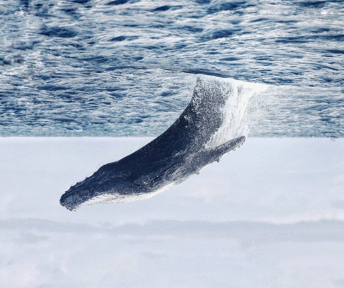 Mr_RyuzakiL's tweet image. Gm everyone ☕

One photo every Saturday 📸

"Upside Down" 🐋🌊
#photography #whale #perspectice