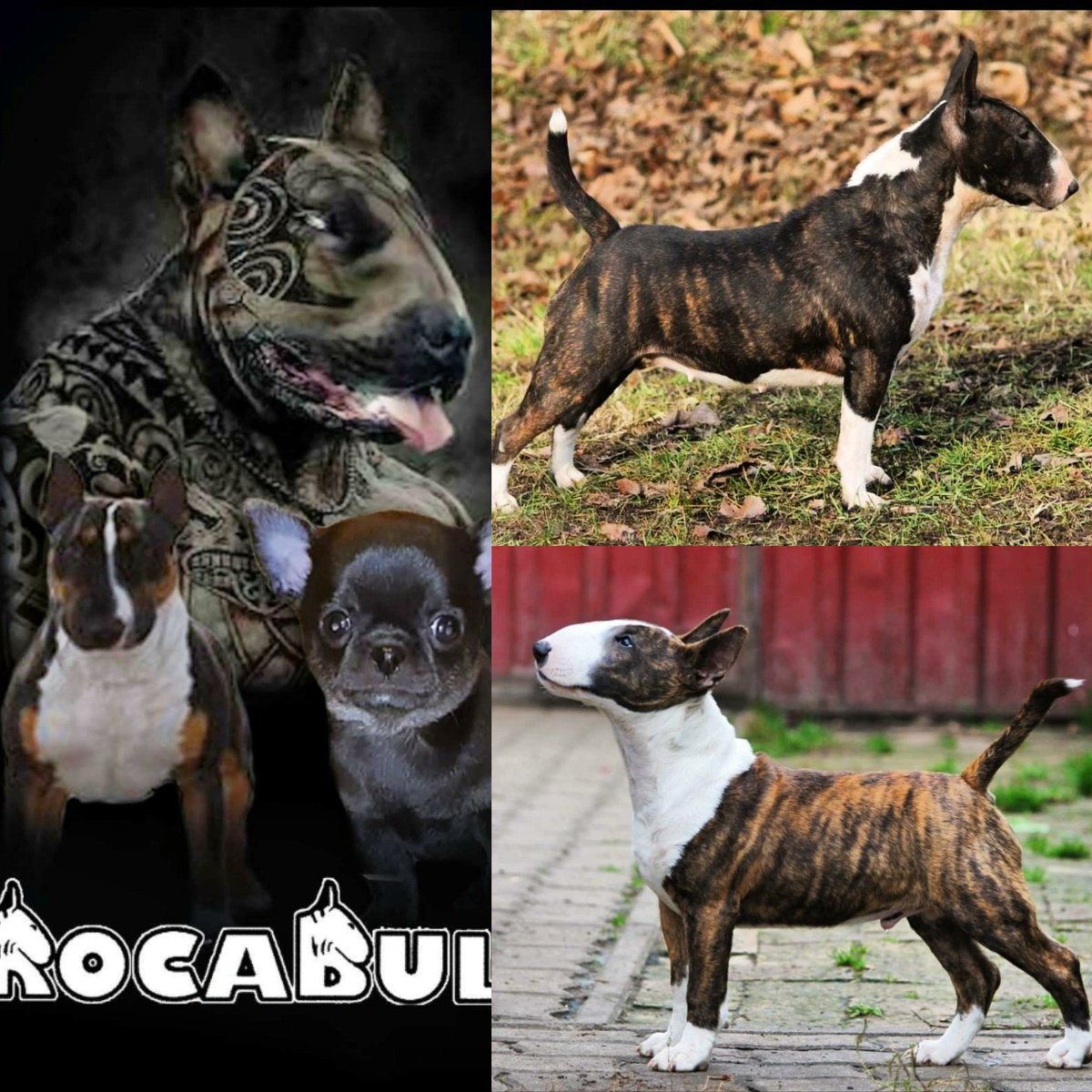 GRAN CAMADA DE BULL MINI MAS INFORMACIÓN  POR PRIVADO. 
rocabull.com