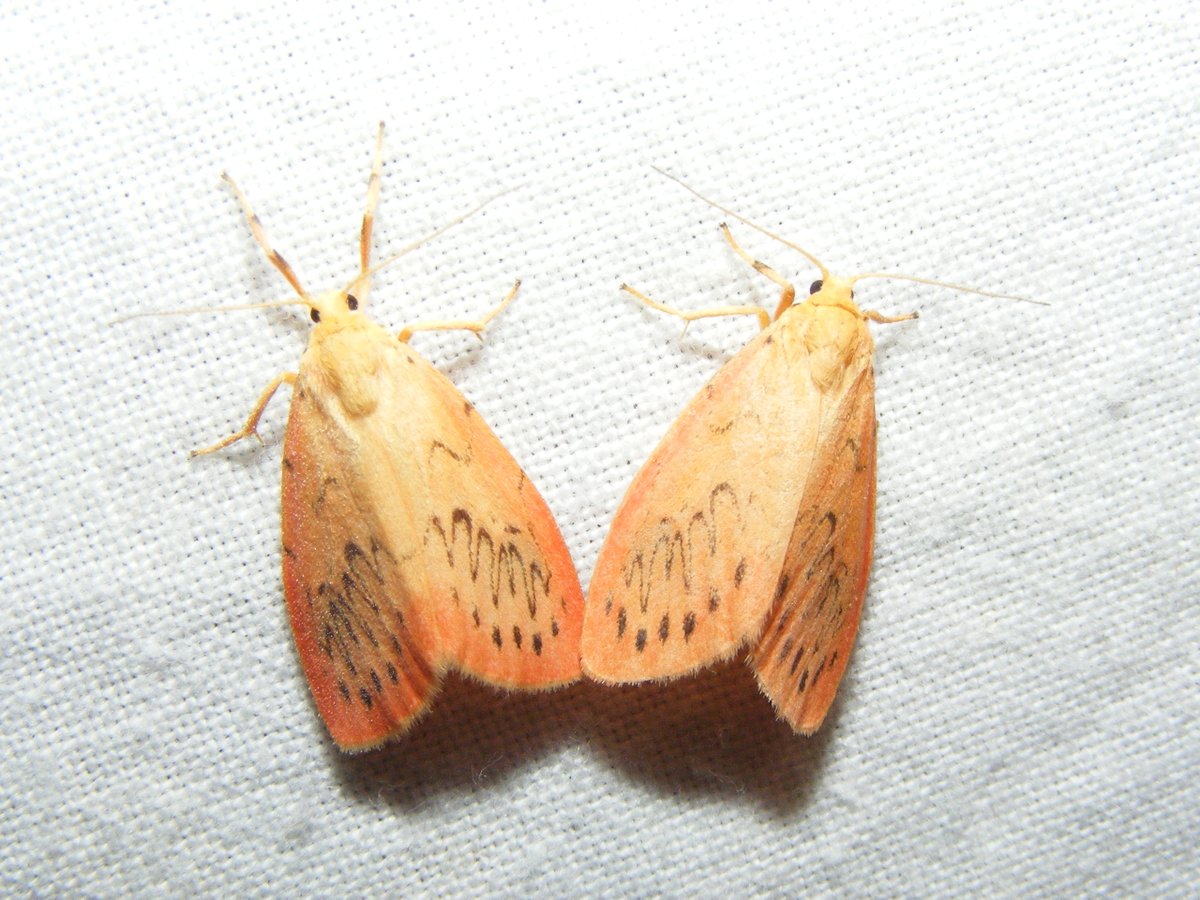 Wat is leuker dan één Rozenblaadje?
Twee Rozenblaadjes, natuurlijk!!
<a href="/vlinderNL/">De Vlinderstichting</a> @UtrLandschap <a href="/waarneming/">Waarneming.nl</a>