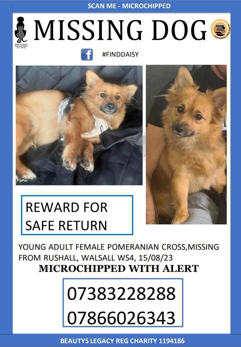 Daisy, a pomeranian cross, spooked on a walk she ran and disappeared. 15th August. Walsall. Microchipped with missing alert. @WalsallPolice @WalsallCouncil @BrownhillsWMP @ROFCOfficial @animalstaruk @JaneFallon @RavWilding @clarebalding @rickygervais @PeterEgan6 @westmidspolfed