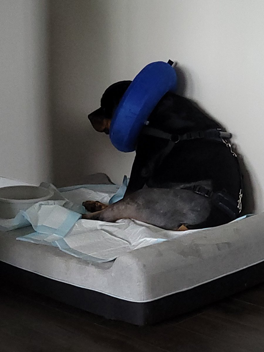 thereal16482192's tweet image. Day two of recobwry MOOD 😔😔
Cried a lots last nights had poor Mum ups ebbery few hours, she finally gave ups and slept wiff me on me bed.