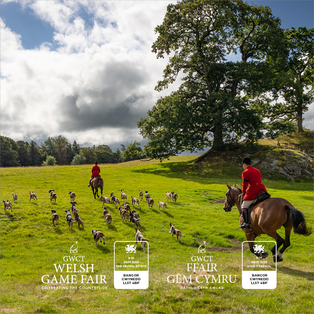 The GWCT Welsh Game Fair is flying the flag for trail hunting! The Eryri hunt will be parading today and tomorrow its Flint &amp; Denbigh’s turn. Catch them in the main arena before inviting visitors to mingle with the hounds.