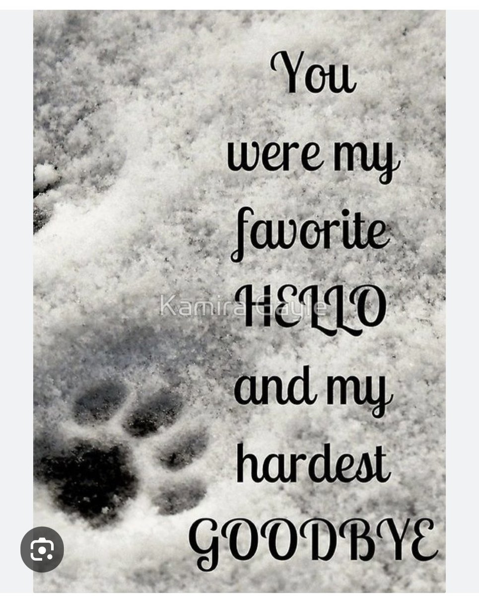 MinMinRN's tweet image. Our precious boy left this earth yesterday &amp;amp; im heartbroken 💔 shoutout to @LapofLoveVets thank you!