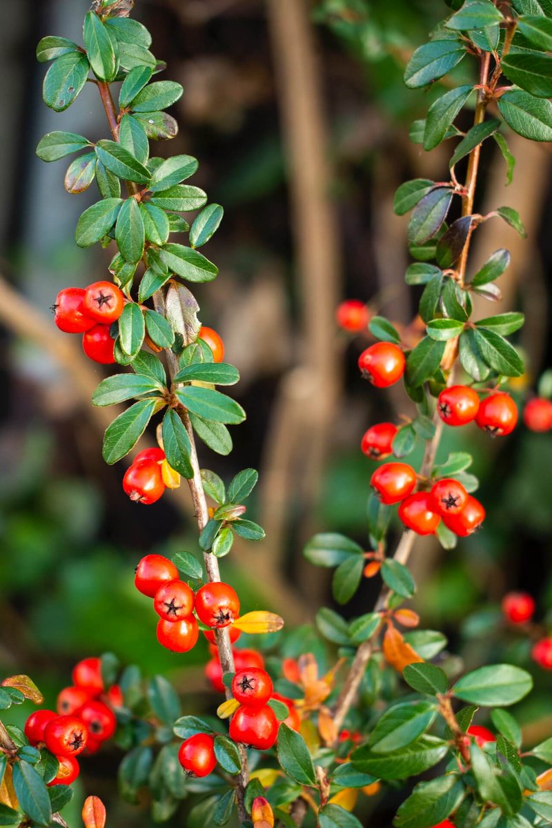 The Power of Bearberry: From Ancient Remedies to Modern Health Trends

Explore #Bearberryhistory, #nutrients, and #healthbenefits in this comprehensive guide. Discover its ancient roots and modern applications.
Read more : tinyurl.com/4j3vu83h

#TraditionalRemedies