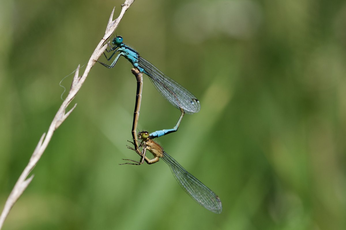 warnerbs's tweet photo. Lantaarntjes zorgen voor nageslacht β Blue-tailed Damselflies seeing to posterity #insect #juffer #natuur #waarneming #zwolle #hogelaar https://t.co/gysDUreqQt