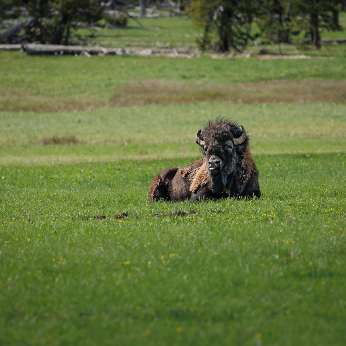 scenicgreenrr's tweet photo. #yellowstone #buffaloe https://t.co/h6joCwUGGs