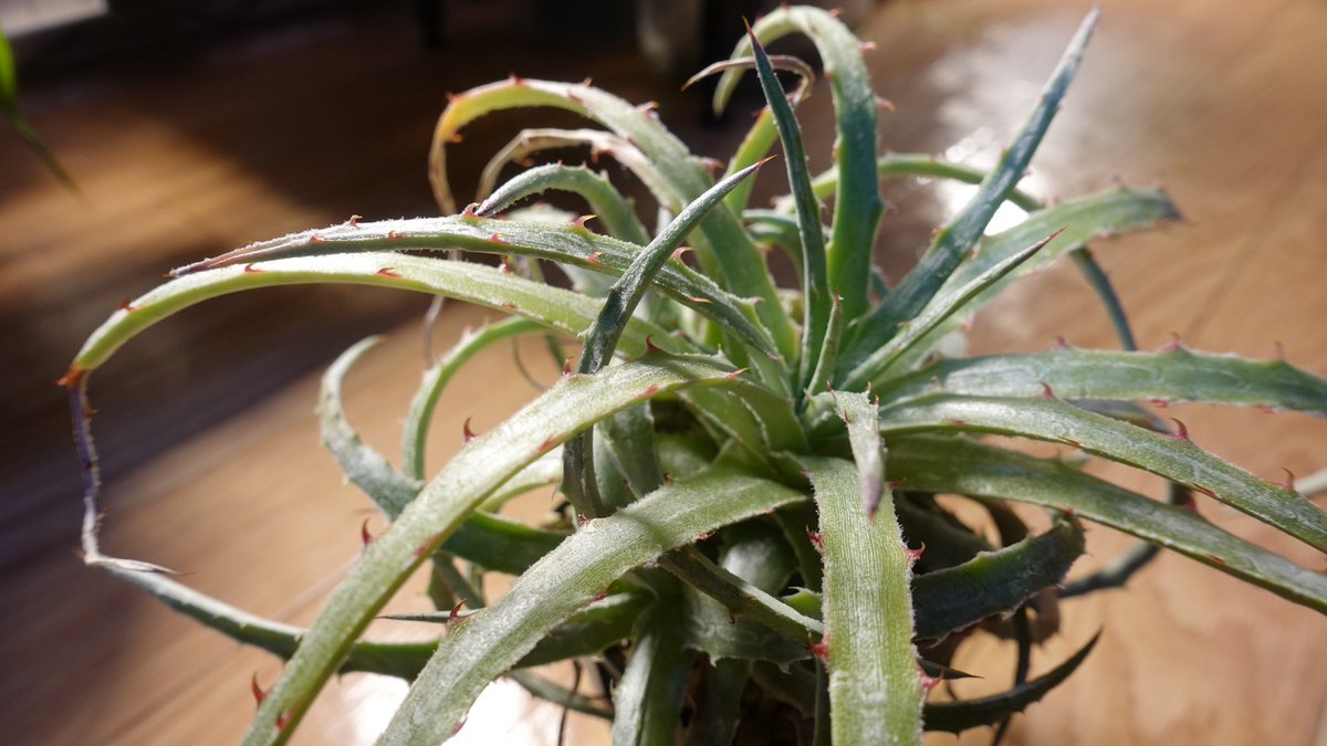 ENOplants's tweet photo. 実生3年のHechtia sp. Pena Blanco
直径20cmくらいまで育った。植え替えたいけど棘があまりにも危険なので作業用革手袋でも買わないと。
何かきっかけがあれば人気が出そうだと勝手に思ってる。 https://t.co/gGHKGe2g2t