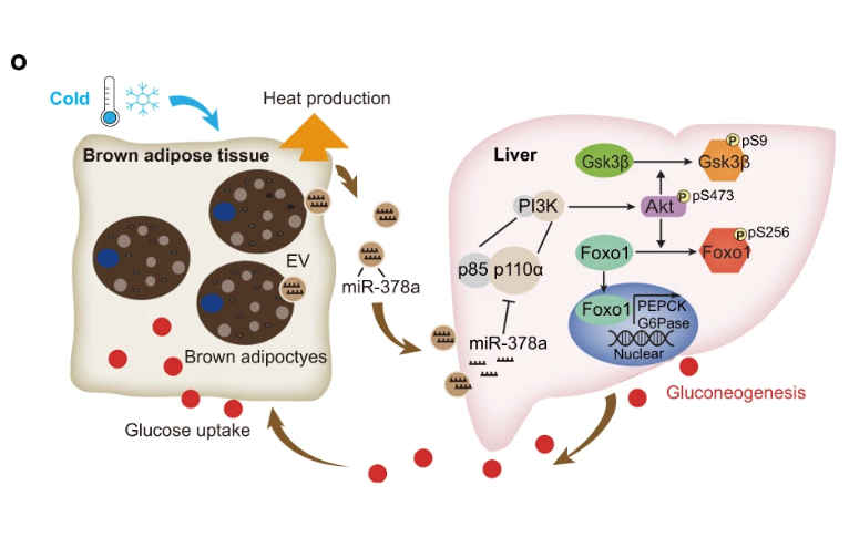 heniek_htw's tweet photo. EV-containing miR-378a-3p secreted by #BAT stimulates hepatic #glucose production to maintain glucose #homoeostasis under #cold stress. miR-378a-3p plays a role in facilitating hepatic gluconeogenesis to maintain systemic glucose balance. https://t.co/ioky2SJC0r