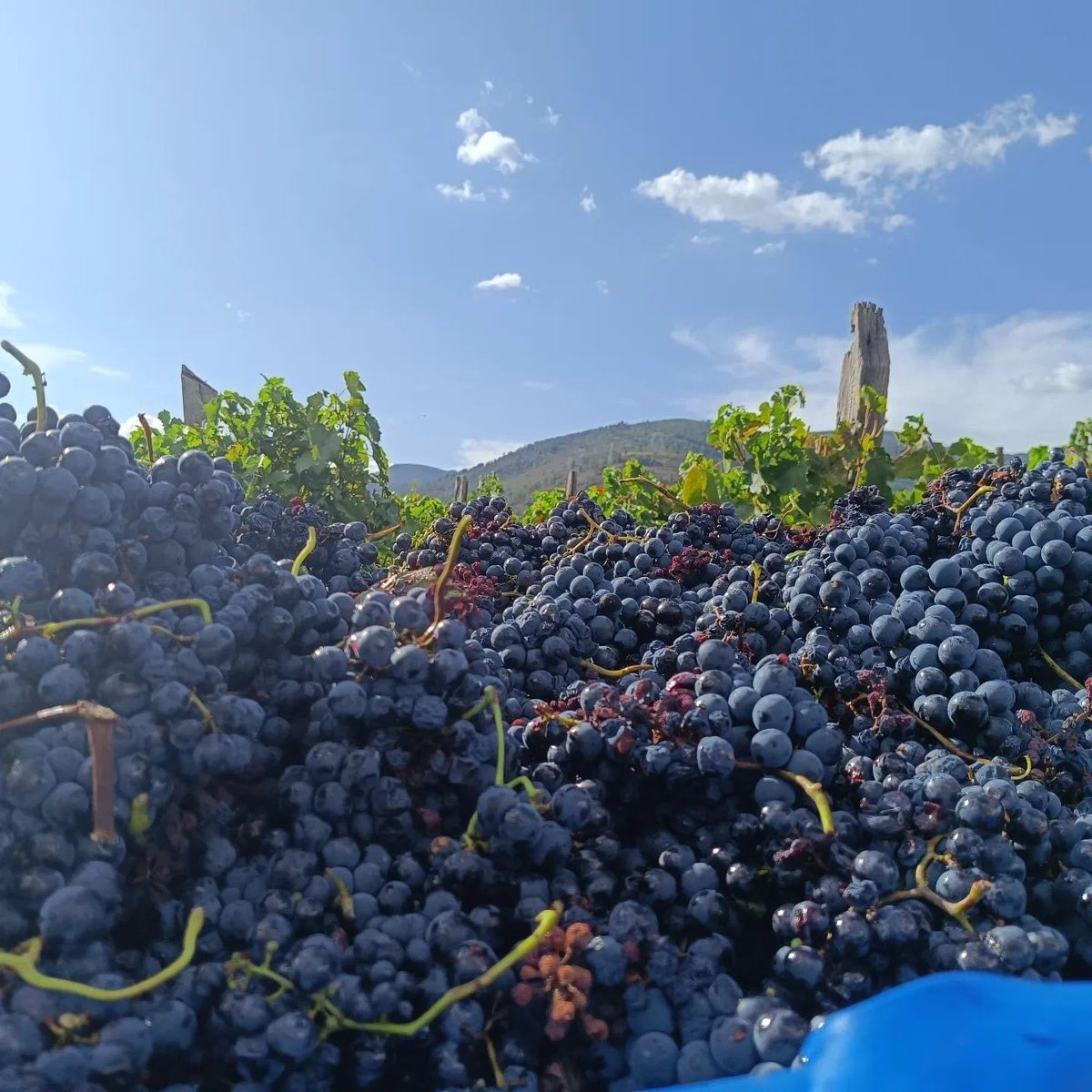 CRDOValdeorras's tweet photo. El #tiempodevendimia continua estos días recogiendo uvas 🍇 blancas y tintas, como en estas imágenes de Alan de Val y la Cooperativa de A Rúa
_
O #tempodevendima continua estes días recollendo uvas 🍇 brancas e tintas, como nestas imaxes de Alan de Val e a Cooperativa da Rúa https://t.co/rYRKq00sOP