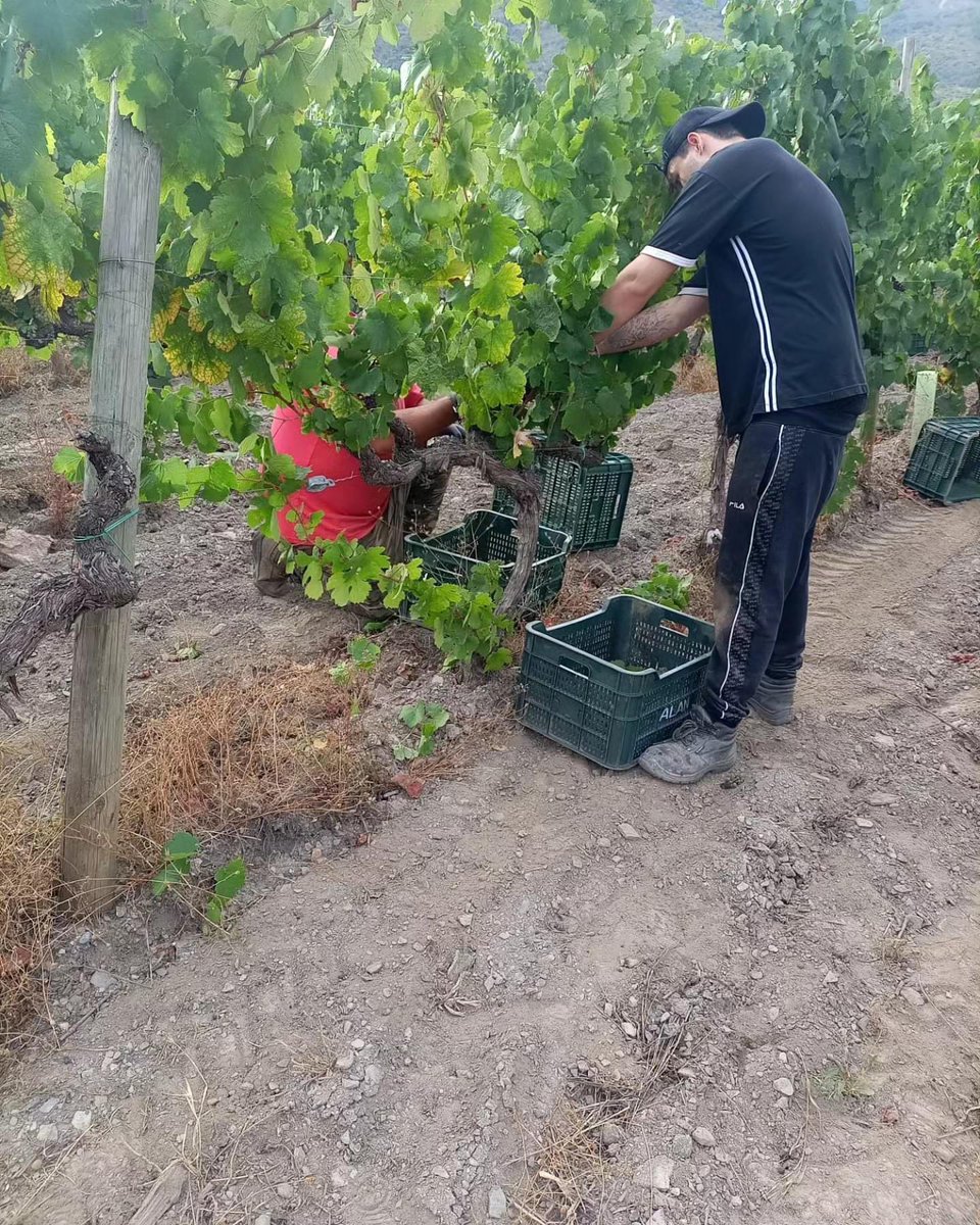 CRDOValdeorras's tweet photo. El #tiempodevendimia continua estos días recogiendo uvas 🍇 blancas y tintas, como en estas imágenes de Alan de Val y la Cooperativa de A Rúa
_
O #tempodevendima continua estes días recollendo uvas 🍇 brancas e tintas, como nestas imaxes de Alan de Val e a Cooperativa da Rúa https://t.co/rYRKq00sOP