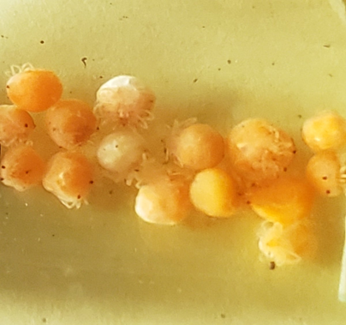 Mossworm tweet media