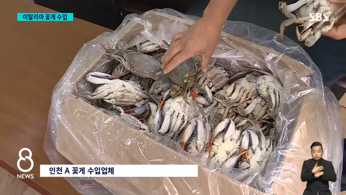 museun_happen's tweet photo. 이탈리아에 막대한 피해를 주고 있는 외래종 푸른꽃게, 한국으로 수입 결정

드디어 꽃게 없어서 못 먹는 한국인에게 걸려버림 https://t.co/z3Atuwf2wF