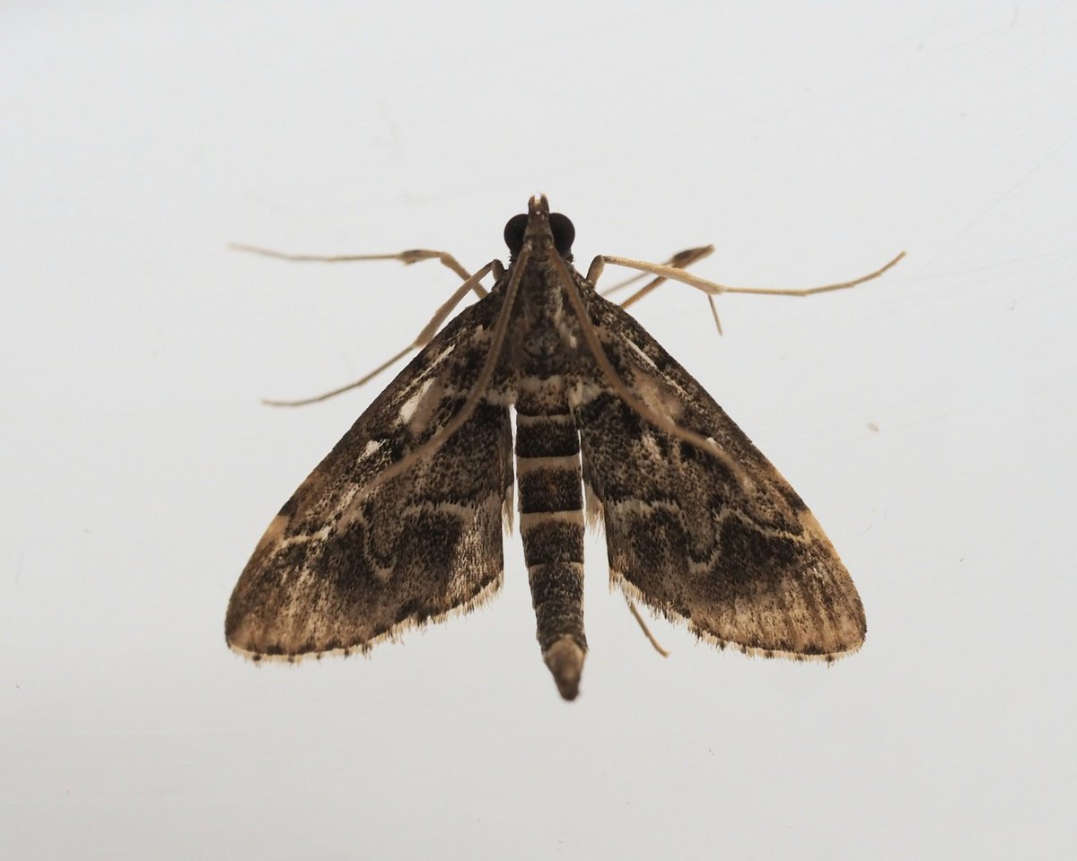 InvertDan's tweet image. Best of the insects at my garden moth trap last night were a pair of Cosmopterix pulchrimella (a new moth for me), the adventive moth Duponchelia fovealis (only my second record, the first being this June), a Red Admiral and an 18-spot Ladybird sporting usual coat of moth scales.