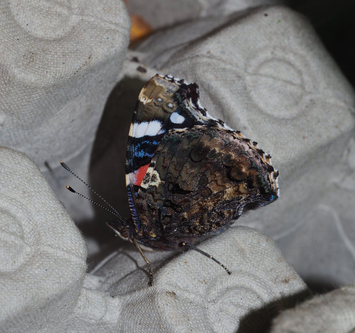 InvertDan's tweet image. Best of the insects at my garden moth trap last night were a pair of Cosmopterix pulchrimella (a new moth for me), the adventive moth Duponchelia fovealis (only my second record, the first being this June), a Red Admiral and an 18-spot Ladybird sporting usual coat of moth scales.