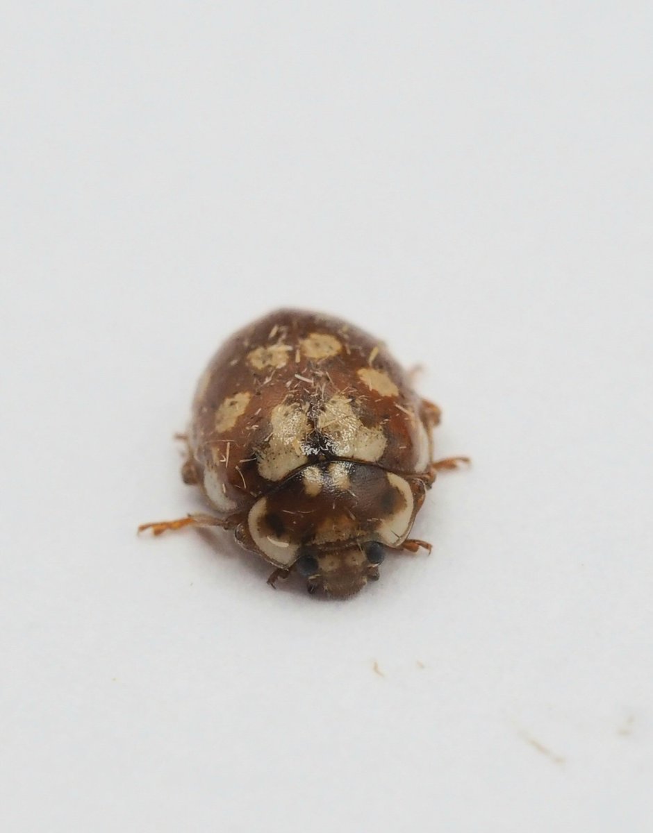 InvertDan's tweet image. Best of the insects at my garden moth trap last night were a pair of Cosmopterix pulchrimella (a new moth for me), the adventive moth Duponchelia fovealis (only my second record, the first being this June), a Red Admiral and an 18-spot Ladybird sporting usual coat of moth scales.