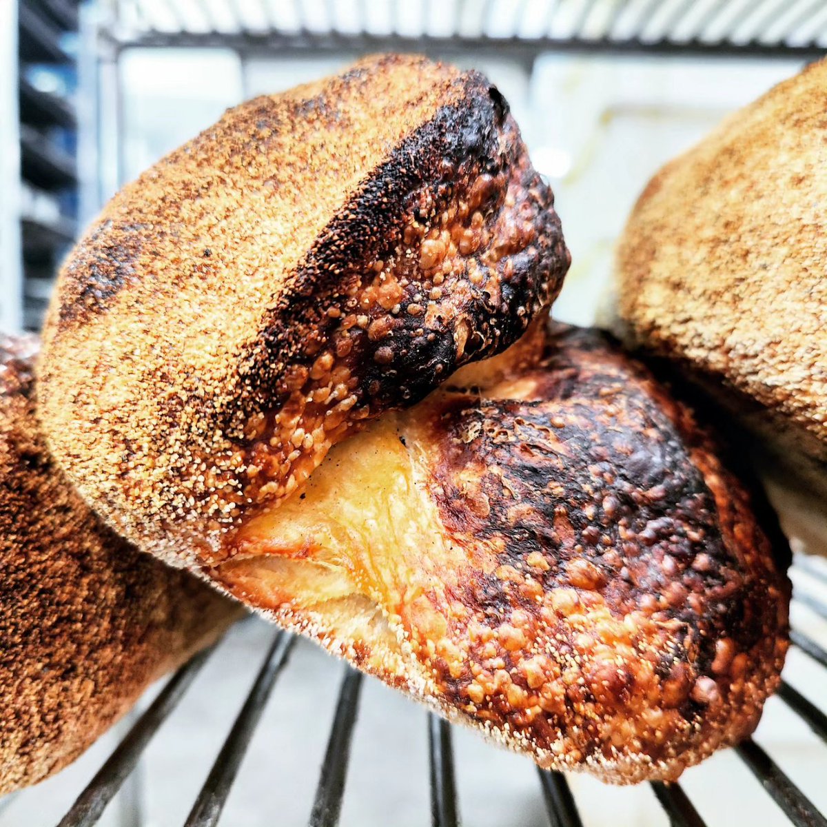fornocultura's tweet photo. Our Pane Pugliese 100% Italian Durum Wheat Semola Rimacinata from Altamura, Puglia #granoduro naturally leavened #lievitomadre #sourdough #fornocultura #teambread #breadLAB Back to Basics! https://t.co/uTegsoEvVN