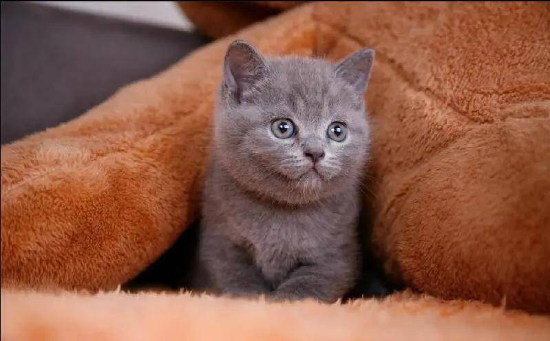 ruslibola's tweet photo. I raised a cute kitten, which gave me sustenance in my life. https://t.co/uV7nlRWktJ