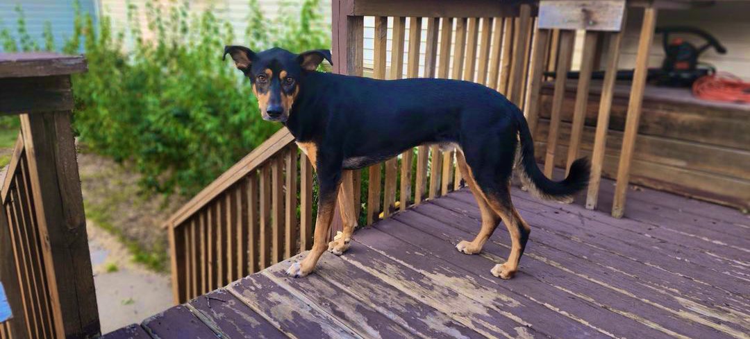 Coach Moses tweet media