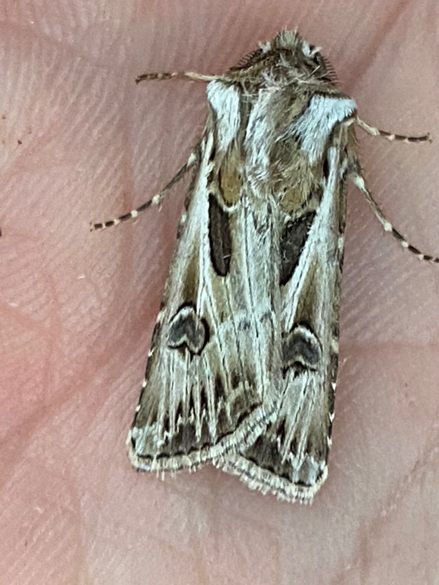 tuffu74's tweet photo. a smart wonderer from the coast made me work for it . about 7 foot up the side of the house by the trap via step ladder and potted . one Archers dart . a few Vestal , several Silver Ys and 2 P. vitrealis over a few nights  . Treble-bar and Peach Blossom added some colour https://t.co/UGRAFSR6n9