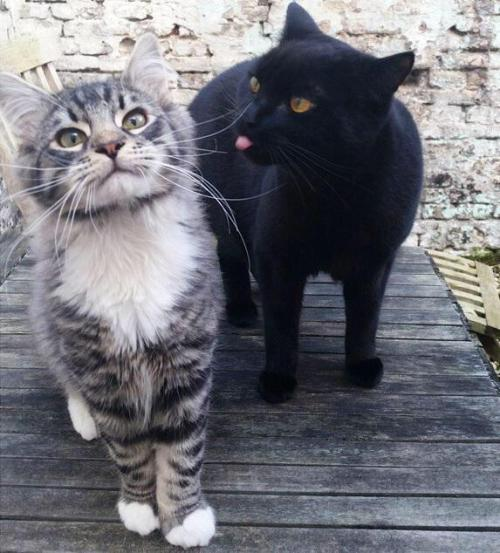 DontShowYourCat's tweet photo. picture poses https://t.co/yNMXquXYok