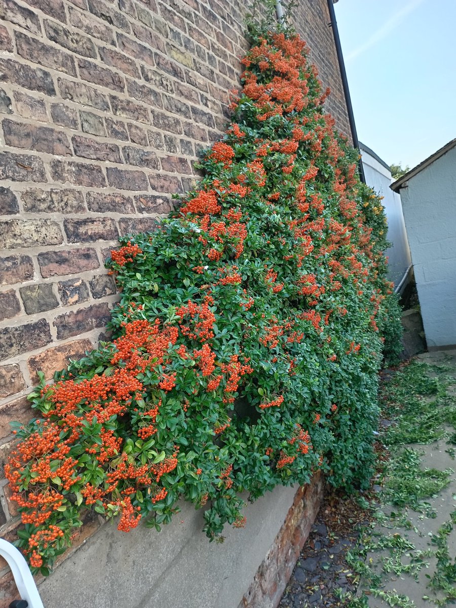 ngsgardenhook's tweet photo. A bit of shady trimming on this very warm September Saturday
#pyracantha #berries #northfacing 
It's will receive a hard prune back in January once all berries have been enjoyed by the birds😋 https://t.co/ytSsXWvZGw