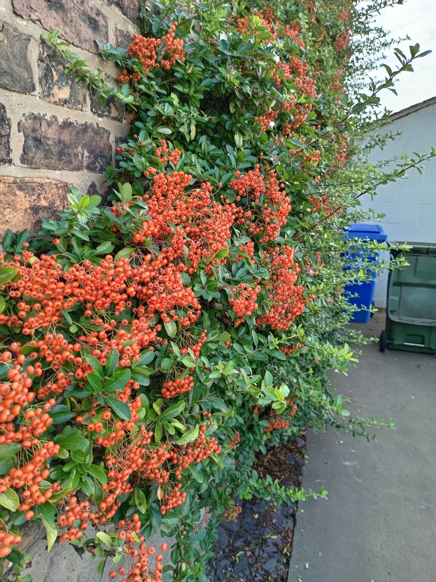 ngsgardenhook's tweet photo. A bit of shady trimming on this very warm September Saturday
#pyracantha #berries #northfacing 
It's will receive a hard prune back in January once all berries have been enjoyed by the birds😋 https://t.co/ytSsXWvZGw