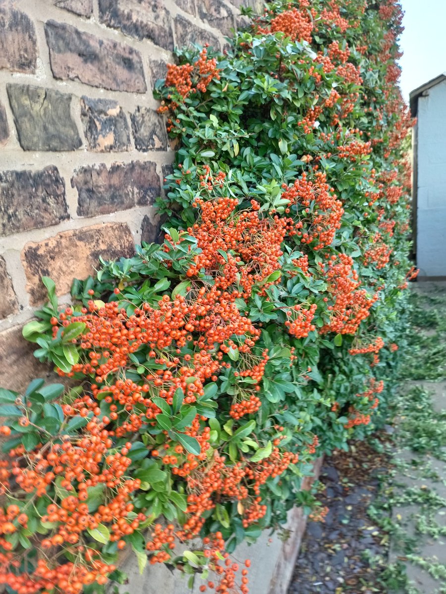 ngsgardenhook's tweet photo. A bit of shady trimming on this very warm September Saturday
#pyracantha #berries #northfacing 
It's will receive a hard prune back in January once all berries have been enjoyed by the birds😋 https://t.co/ytSsXWvZGw