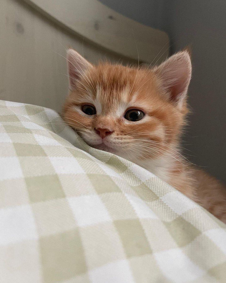 😿 : mom, wake up… I’m so hungry