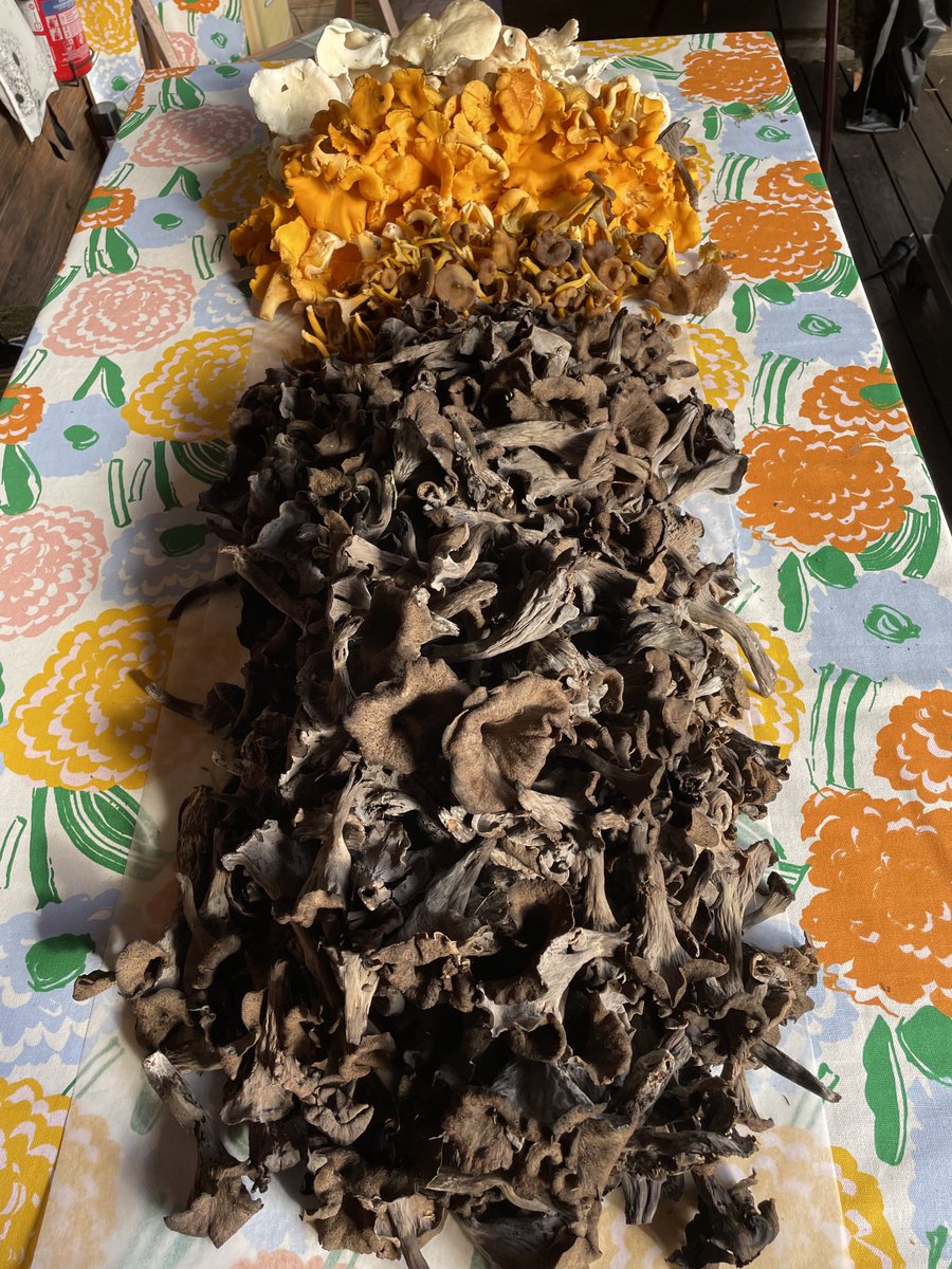 Kyllä Suomessa jokaisen oikeus on hieno juttu! Löytämisen riemua taasen tänään. Paras tapa vaalia #mielenhyvinvointia syksyllä🤗 

#ehkäisevätyö # lahessatöissä