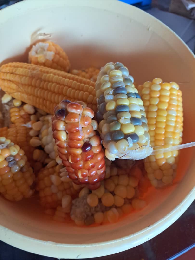 #GestiónSocialEficiente Maicito Cuica, de las montañas timotocuicas en Trujillo. Una variedad de Maíz criollo que también vamos a rescatar para su multiplicación. Lo nuestro  sera preservado por via de los conucos escolares. #9septiembre  <a href="/NicolasMaduro/">Nicolás Maduro</a> <a href="/dcabellor/">Diosdado Cabello R</a> <a href="/PartidoPSUV/">PSUV</a>